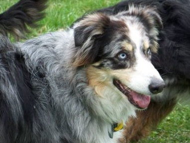 australian shepherd dogs for adoption